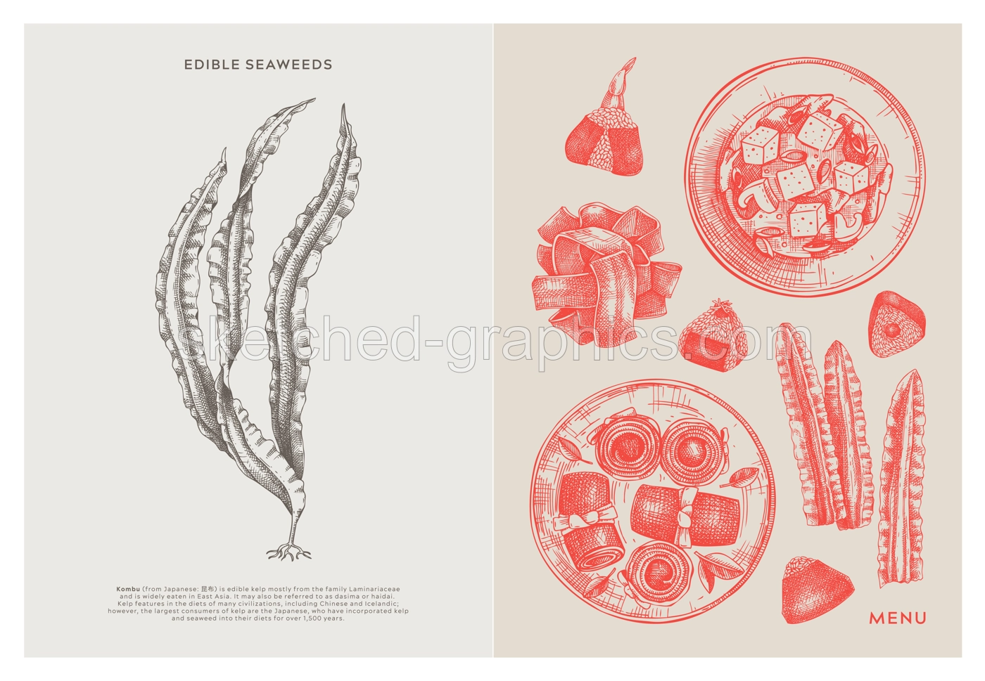 Asian food background. Kombu, laminaria, edible seaweeds, sea vegetable, kelp, healthy food sketches. Hand drawn seafood restaurant menu design template. Engraved vector illustrations in vintage style Illustration